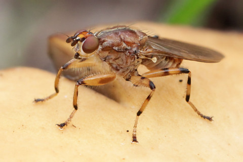 Helosciomyzidae sp Fly (Helosciomyzidae sp)